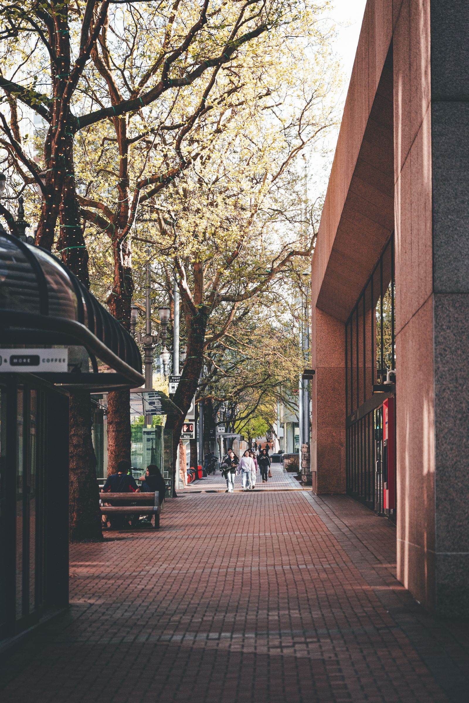 A tree-lined street in downtown Portland
